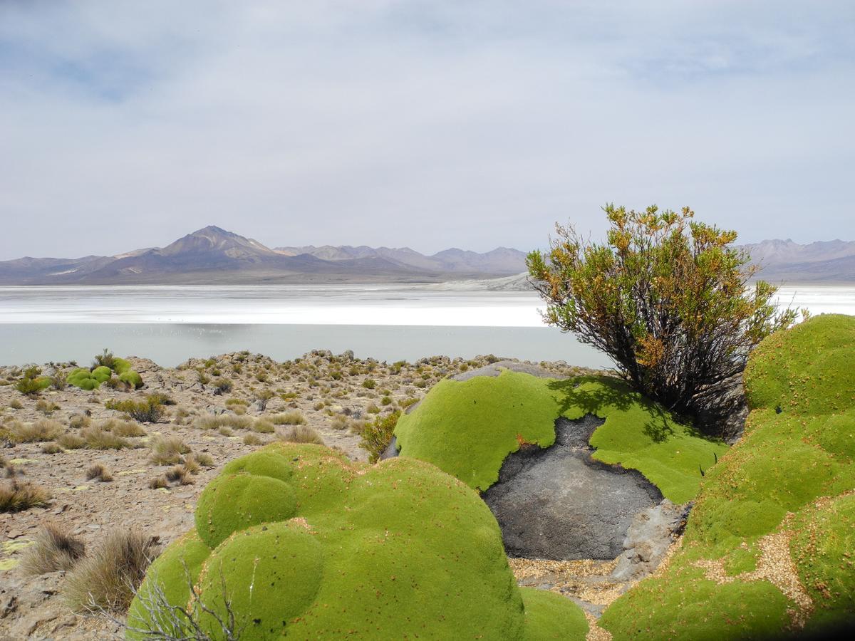 Hostal Vientos Del Altiplano 普特雷 外观 照片